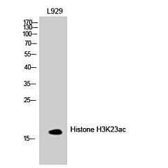 Acetyl Histone H3K23 Polyclonal Antibody 