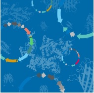 Overexpression stable cell lines