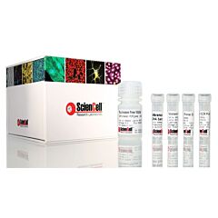 Absolute Human Telomere Length and Mitochondrial DNA Copy Number Dual Quantification qPCR Assay Kit 