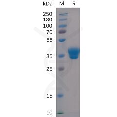 Recombinant Human IgG1-Fc Protein 