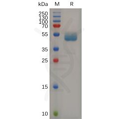 Recombinant mouse CD7 protein with C-terminal human Fc tag 