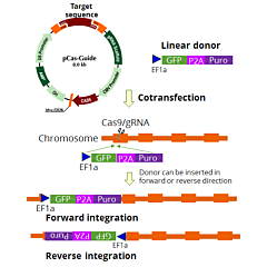 HDAC6 - KN2.0, Human gene knockout kit via CRISPR, non-homology mediated. 
