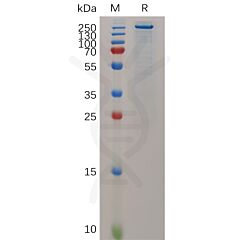 Recombinant mouse TENM4 protein with N-terminal 6×His tag 