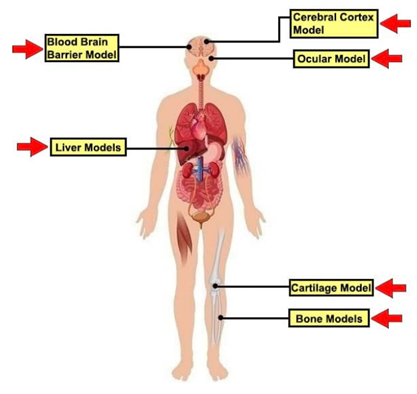 All-Inclusive 3D Cell Culture Spheroid Kits