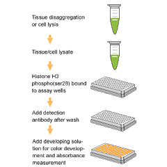 EpiQuik Global Histone H3 Phosphorylation (Ser28) Assay Kit, colorimetric 