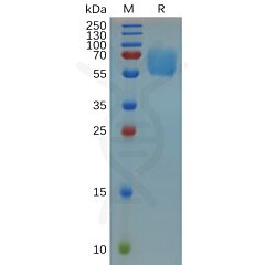 Recombinant mouse CD47 protein with C-terminal human Fc tag 