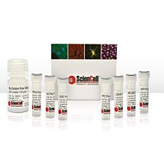 Human Germ Layer Detection Kit 