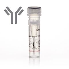 Mouse anti-Connexin 47 Monoclonal Antibody (4A11A2) 