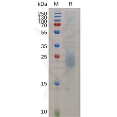 Recombinant mouse HBEGF(24-160) protein with C-terminal 6×His tag 