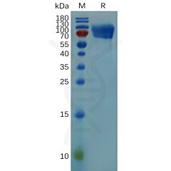 Recombinant mouse CD30 protein with C-terminal human Fc tag 