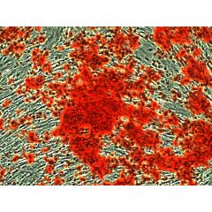 Alizarin Red S Staining Quantification Assay 