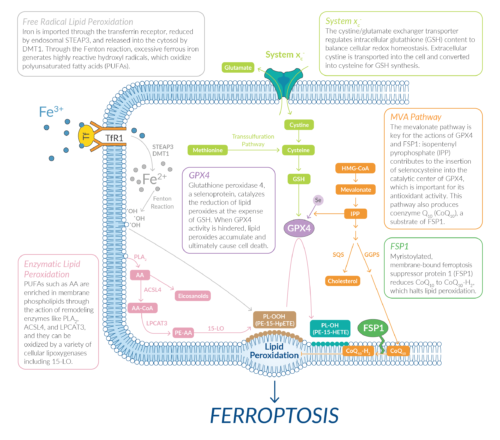 Ferroptotic pathway