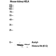 Acetyl Histone H4K12 Polyclonal Antibody 