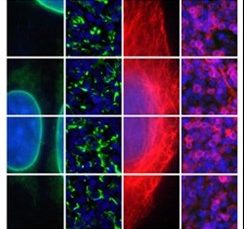 Proteintech new products for IF, WB and Flow