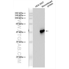 HRP-conjugated DYKDDDDK-tag recombinant antibody 