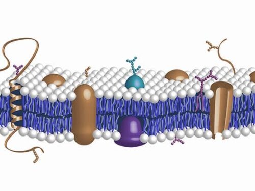 Glycobiology research