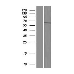 TTLL11 (Myc-DDK-tagged)-Human Tubulin tyrosine ligase-like family, member 11 (TTLL11), transcript va riant 2