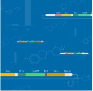 Luciferase-labeled stable cell lines