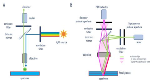 Widefield and confocal microscope