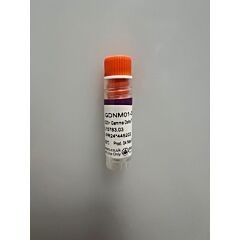 Frozen human CD3+ gamma delta T cells - male donor 