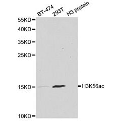 Acetyl Histone H3K56 Polyclonal Antibody 