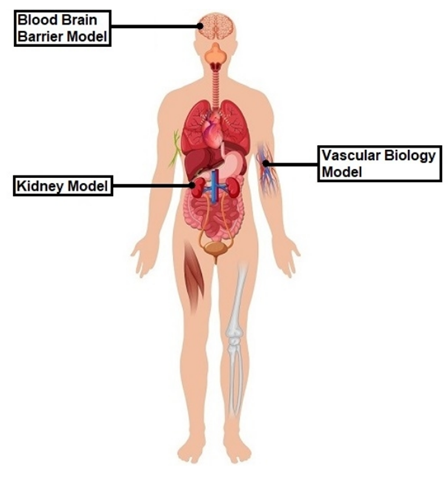 Collagen-Based 3D Cell Culture Kits