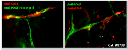 3D Blood Brain Barrier Model