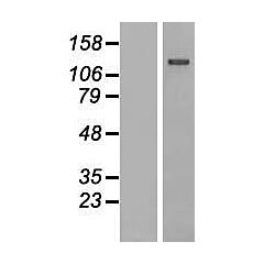 IGSF3 (Myc-DDK-tagged)-Human Immunoglobulin superfamily, member 3 (IGSF3), transcript variant 2 