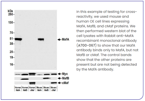 Bethyl Protein OE-Epitope Tags