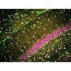 FlexAble CoraLite Plus 550 Antibody Labeling Kit for Mouse IgG1 