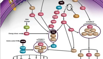 Cancer Research Posters of Bio-Rad