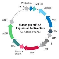 Human pre-microRNA Expression Construct Lenti-miR-644 