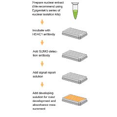 EpiQuik In Vivo HDAC1 Sumoylation Assay kit 
