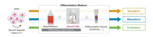 differentiation medium