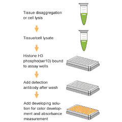 EpiQuik Global Histone H3 Phosphorylation (Ser10) Assay Kit, colorimetric 