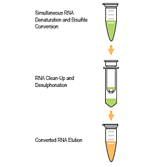 Methylamp RNA Bisulfite Conversion kit 