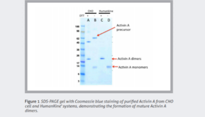 Native folding and maturation Native folding and maturation