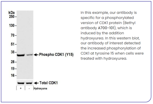 Bethyl Biological Characteristics