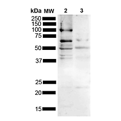 Alpha Synuclein Antibody: ATTO 488 
