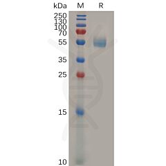 Recombinant mouse GITR protein with C-terminal human Fc tag 