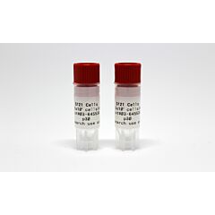 Sf21 (plaque assay) insect cells 