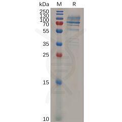 Recombinant mouse CD138 protein with C-terminal human Fc tag 