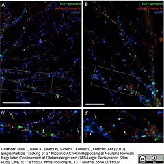 Goat Serumpreservative free 