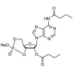 Dibutyryl-cAMP 