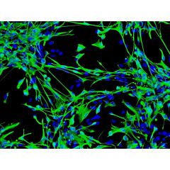 Human Astrocytes-brain stem 