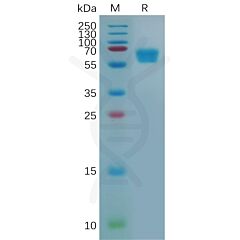 Recombinant mouse CD28 protein with C-terminal human Fc tag 