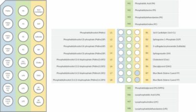 Cayman LipiDOT Strips™ for the Rapid Screening of Protein-Lipid Interactions