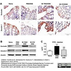 Permanent Aqueous Mounting Medium 