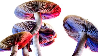 Psychedelic drug reference standards