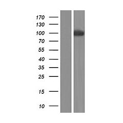 PCDHA11 (Myc-DDK-tagged)-Human Protocadherin alpha 11 (PCDHA11), transcript variant 1 